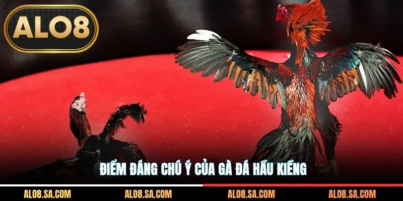Điểm đáng chú ý của gà đá hầu kiềng