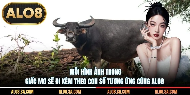 Mỗi hình ảnh trong giấc mơ sẽ đi kèm theo con số tương ứng cùng ALO8