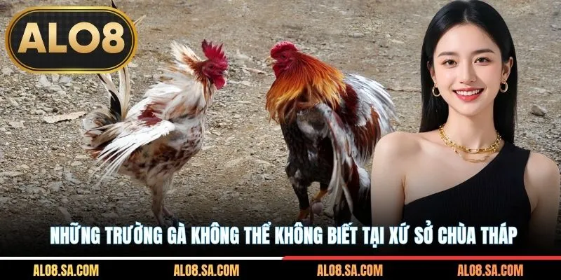 Những trường gà không thể không biết tại xứ sở chùa tháp